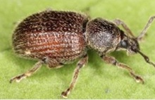 Wingless weevil, photographed by Christoph Benisch